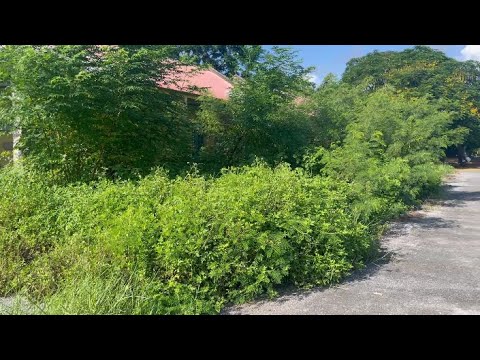 Clearing Overgrown Grass to Revive 2 Abandoned Homes - Transforming a Buried Front Yard
