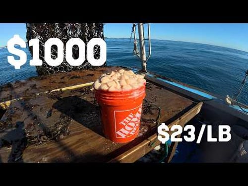 The real reason Maine scallops are so expensive | Maine Commercial Fishing