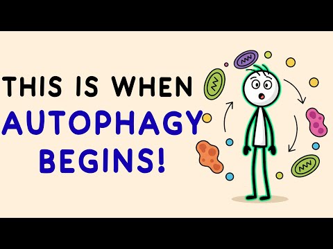 How Many Hours of Fasting Before Autophagy Starts? (Science Explained)