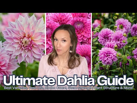 THE ULTIMATE DAHLIA GUIDE! Best Varieties, Plant Comparisons, Vase Life, Bloom Count, Stem Strength