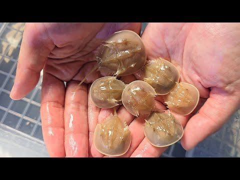 How can they be so cute? A super-mini baby squirrel I adopted after 6 years!