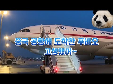 푸바오가 중국 공항에 도착~ , 영상 보면서 많이 울었습니다😭😭 #healing #panda #푸바오 #에버랜드