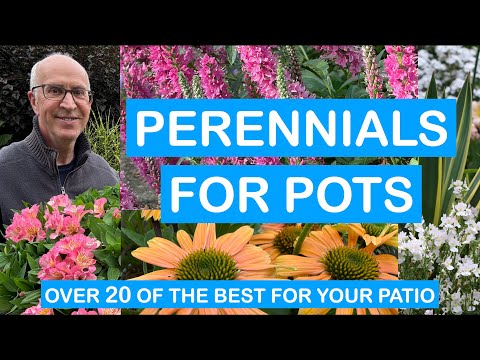 PERENNIALS FOR POTS - OVER 20 OF THE BEST PERENNIALS FOR YOUR PATIO - EASY COLOUR ALL-YEAR-ROUND