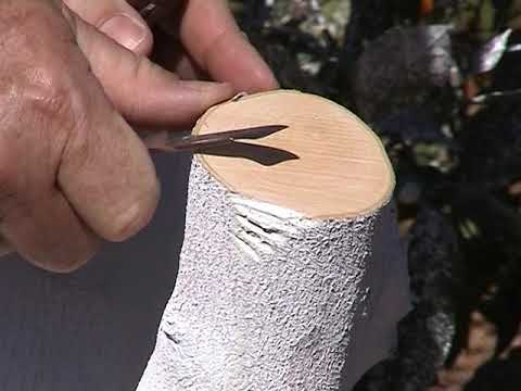 Citrus Reworking (Part 1)