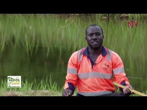 Make profits from tilapia fish farming | SEEDS OF GOLD