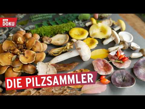 Ab in die Pilze - suchen, sammeln, selbst anbauen | Reportage