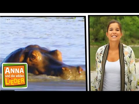 Hip Hip Hippo | Kinderlied mit Tieren | Anna und die wilden Lieder