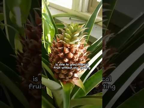 Meet Farmer Justy 🌱👨🌾! He has a genius greenhouse setup that keeps him warm in th winter 🥶