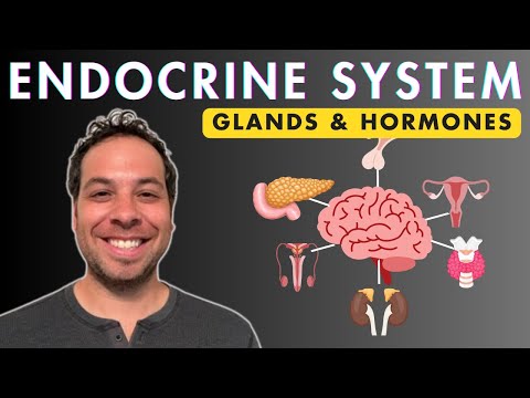 The Endocrine System - Glands and Hormones