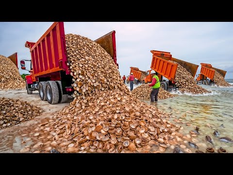 Florida Dumped MILLIONS Of Dead Oysters As TRASH... What Formed There Is Unbelievable