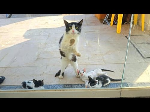 Stray Cat Knocking on the Window Asking to Open the Door on a Hot Day