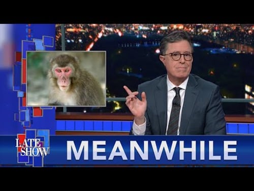 Meanwhile... Japan's Monkey Queen May Pair With Multiple Suitors This Season