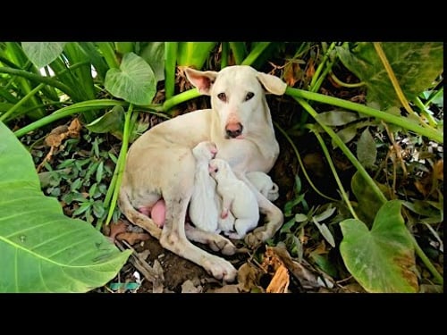 Hidden Under the Leaves: A Family Fighting to Survive Winter