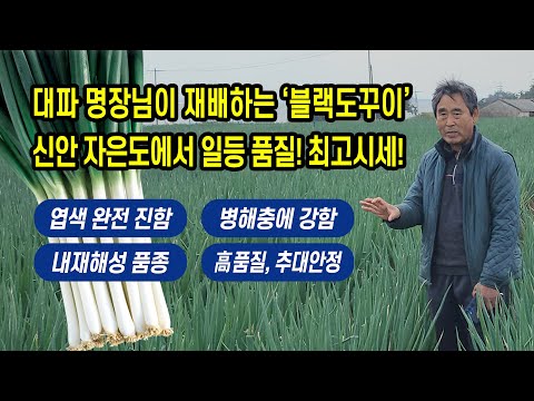 대파 명장님이 재배하는 ‘블랙도꾸이’신안 자은도에서 일등 품질! 최고시세!