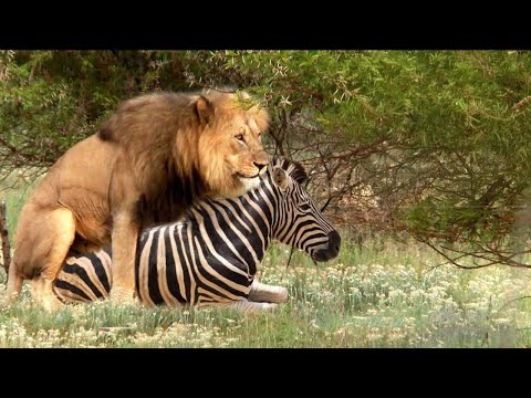 Самое Странное Брачное Поведение Животных | Когда инстинкт Зовет