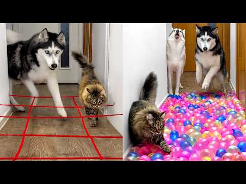 Owner Has NEW Challenges For Dogs And Cats EVERY DAY