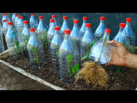 بمنتهى السرعة والسهولة تقنية تجذير اى غصن لاى شجرة مهما كان صعب