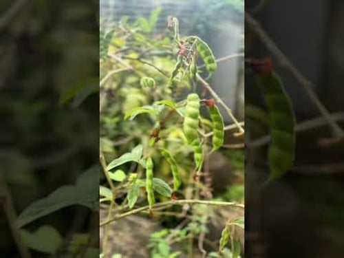 My Garden! Panama π΅π¦