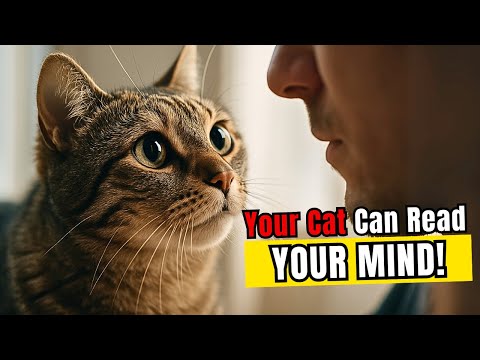 Your Cat Knows Exactly How You’re Feeling — And Science Proves It.
