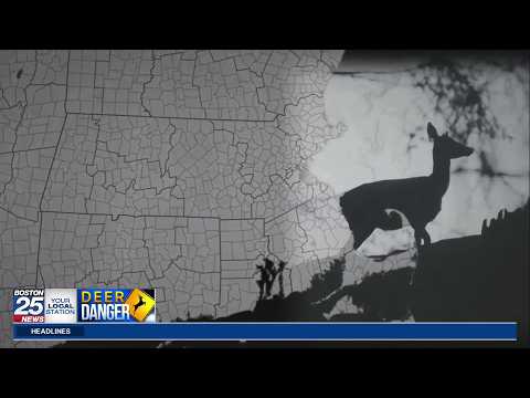 Deer danger: Massachusetts hunts for solutions in population problem spots