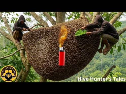 Forest Honey Harvest 2026 - Dropping the lighter dramatically