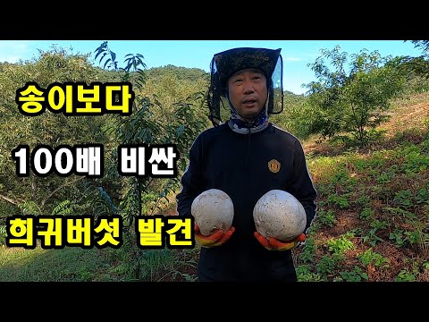 송이보다 100배 비싼 희귀 버섯 발견했다. 밤나무 밭에서 횡재한 사람.
