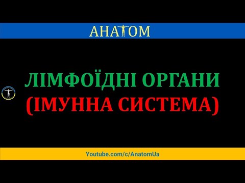 ЛІМФОЇДНІ ОРГАНИ (ІМУННА СИСТЕМА)