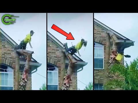Idiots With Chainsaws: Tree Cutting Fails | Extreme Dangerous Logging Truck Fails #11