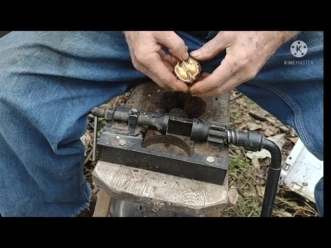Black Walnut Cracking