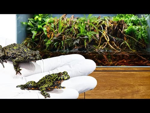 I Made a Lush Jungle Oasis: Fire-Bellied Toad Paludarium