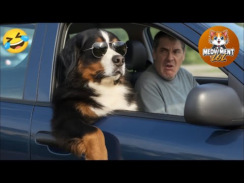 Funniest videos of CATS🐱 and DOGS🐶 #7 | Best funny videos of ANIMALS 🤣2025