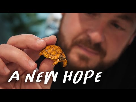 RARE Tortoise Hatches, First Ever!