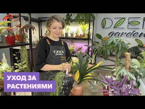 Мой регулярный уход за комнатными растениями