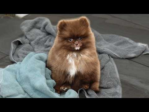 Grooming TWO Tiny Pomeranian Puppies for the FIRST Time 🐾 (So Fluffy It Hurts)