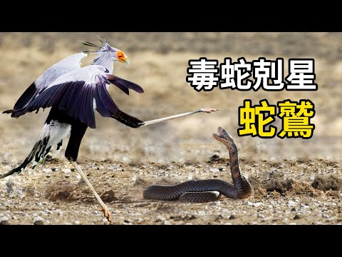 毒蛇剋星:蛇鷲!一腳踩死黑曼巴,吃毒蛇像吃辣條!