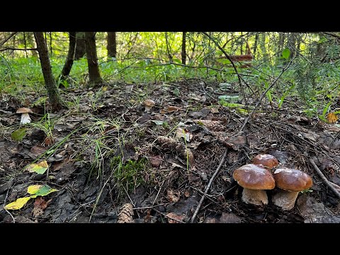 ЗА ЭТО……. ГРИБНИК ЛЮБИТ ЭТОТ ЛЕС !