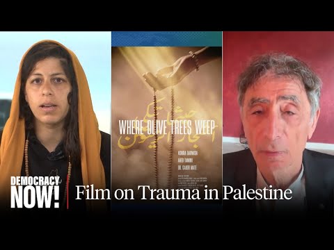 "Where Olive Trees Weep": Dr. Gabor Maté & Ashira Darwish on New Film Exploring Trauma in Palestine