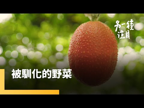 《被馴化的野菜》從野菜文化深入阿美族歷史 在地性多樣性躋身世界超級食物|另一種注目 #鏡新聞