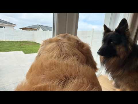 Leaving My Dogs Alone For One Hour To See What They Do