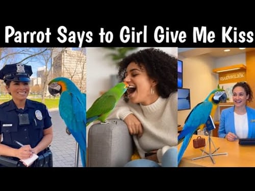 Parrot Says to Girl Give Me Kiss