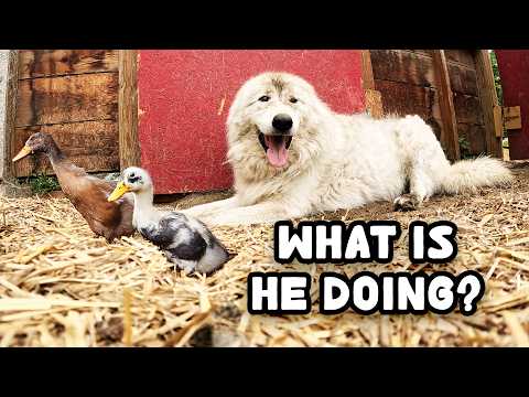 The Secret Lives of Farm Animals