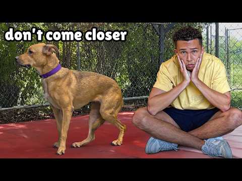 No One Wanted this Rescue Dog... We Found out Why