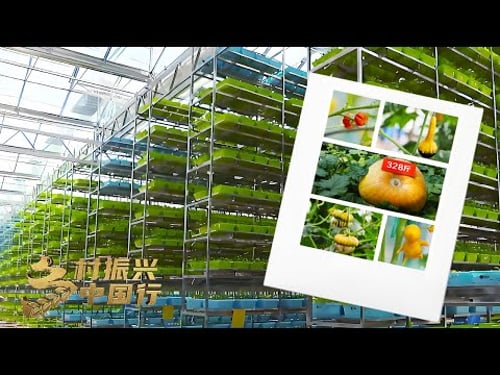 山东潍坊:高科技农业引领乡村振兴新风尚,新奇果蔬、高产盐碱田打造中国菜篮子新名片 「乡村振兴中国行」| 财经风云