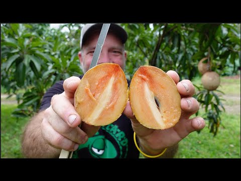 What Fruit Can You Harvest in the Winter?