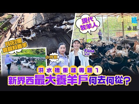 #米紙|元朗洪水橋收地專題 曾是劇集《創世紀》無煙城取材概念 走入新界西最大養羊戶 現代牧羊人用正職幫補買飼料養羊 做足365日為大學免費供羊做學術研究 收地後羊群難覓地安頓飼養 #行街紙