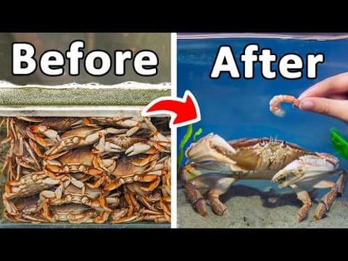 I Raised a Grocery Store Crab as a Pet