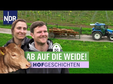 Störrische Jungrinder ziehen auf die Weide | Hofgeschichten: Leben auf dem Land (330) | NDR