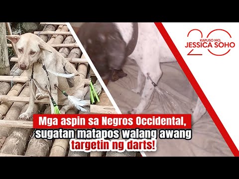 Mga aspin, sugatan matapos walang-awang targetin ng darts! | Kapuso Mo, Jessica Soho