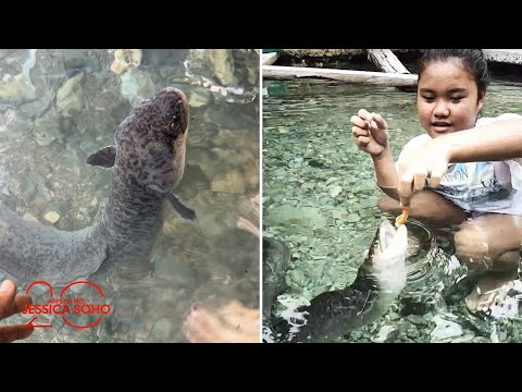 Mga igat sa isang sapa sa Matalom, Leyte, kinakaibigan ng mga residente?! | Kapuso Mo, Jessica Soho
