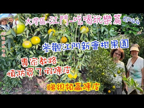 226. 大灣區-吃喝玩樂篇-江門(EP44) , 參觀江門新會柑果園| 專家教路慎防買假陳皮| 睇視頻贏陳皮|陳皮有幾多品種,應該如何選擇|港車北上飲食攻略|江門市|新會陳皮|圈枝|駁枝